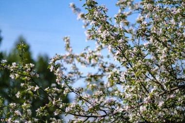 yaz aylarında kır bahçesinde elma ağacı açan