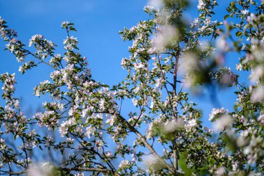 yaz aylarında kır bahçesinde elma ağacı açan
