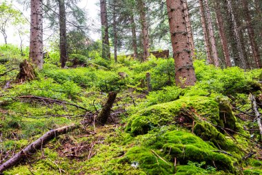 ağaç gövdeleri ile karışık ağaç ormanda ormanlık yeşil yosun bir