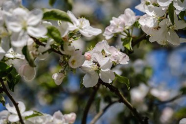 yaz aylarında kır bahçesinde elma ağacı açan. ayrıntıları kapatma