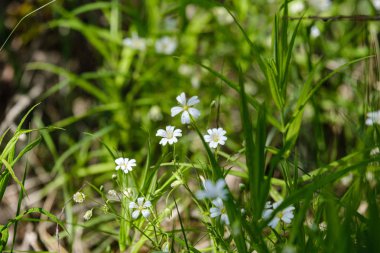 yaz aylarında yeşil çayır küçük beyaz çiçekler