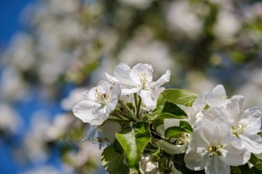 yaz aylarında kır bahçesinde elma ağacı açan. ayrıntıları kapatma