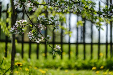 Yazın yeşil çayırda sarı karahindiba çiçekleri