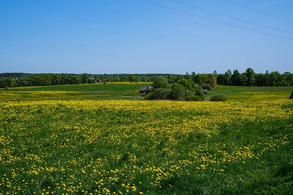 Gelber Löwenzahn blüht im Sommer auf der grünen Wiese — Stockfoto