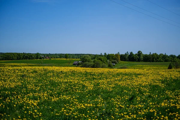Yellow dandelion flowers in green meadow in summer — 스톡 사진
