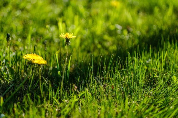 Fleurs de pissenlit jaune dans le pré vert en été — Photo