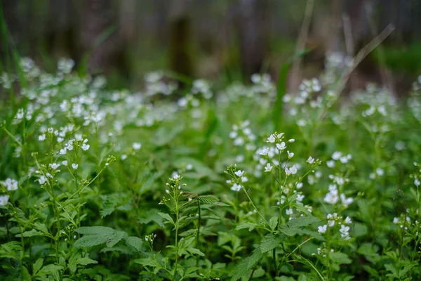 Piccoli fiori bianchi nel prato verde in estate — Foto Stock