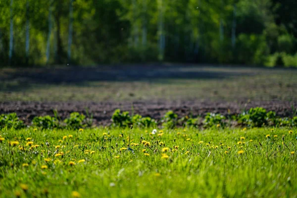 Flores de diente de león amarillo en prado verde en verano — Foto de Stock