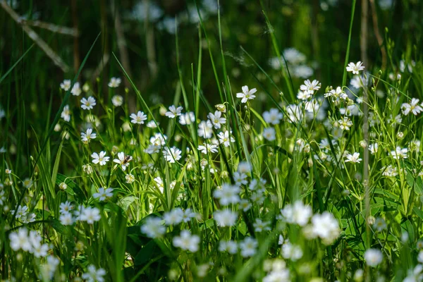 Kleine weiße Blüten auf der grünen Wiese im Sommer — Stockfoto