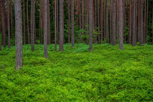 Green moss on forestbed in mixed tree forest with tree trunks an — Stock Photo, Image