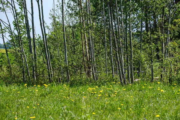 夏は緑の草原に黄色のタンポポの花 — ストック写真