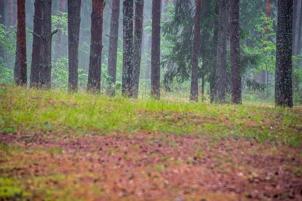 Grünes Moos auf Waldboden im Baummischwald mit Baumstämmen und — Stockfoto