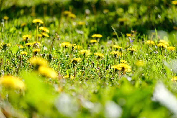 Fiori di tarassaco giallo nel prato verde in estate — Foto Stock