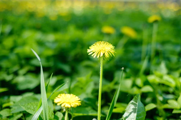 Gele paardebloem bloemen in groene weide in de zomer — Stockfoto