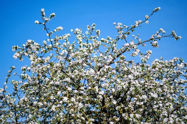 夏に田舎の庭でリンゴの木を咲かせる。クローズアップの詳細 — ストック写真