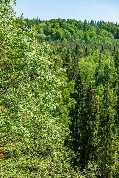 Ağaç gövdeleri ile karışık ağaç ormanda ormanlık yeşil yosun bir — Stok fotoğraf