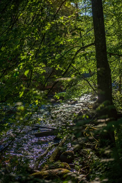 Grünes Moos auf Waldboden im Baummischwald mit Baumstämmen und — Stockfoto