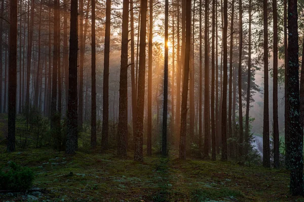 Zöld moha erdővel a vegyes faerdőben fa fatörzsek — Stock Fotó