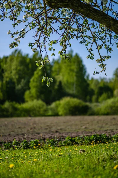 Blühender Apfelbaum im Landgarten im Sommer. Detail aus nächster Nähe — Stockfoto