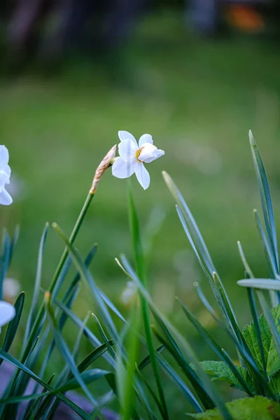 Piccoli fiori bianchi nel prato verde in estate — Foto Stock