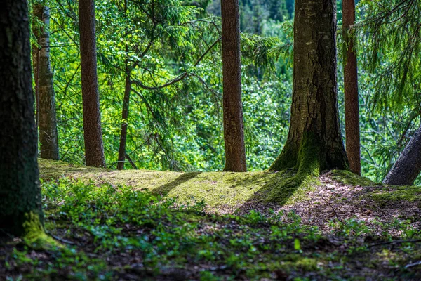 Muschio verde su bosco in foresta di alberi misti con tronchi d'albero un — Foto Stock