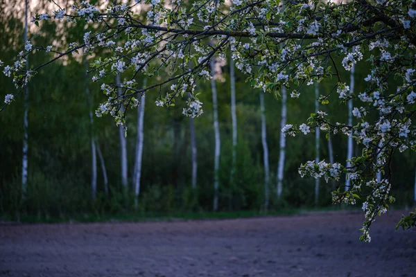 Квітуча яблуня в сільському саду влітку — стокове фото