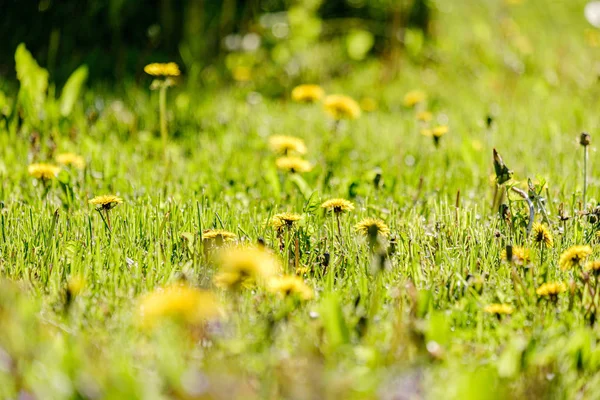 Gelber Löwenzahn blüht im Sommer auf der grünen Wiese — Stockfoto