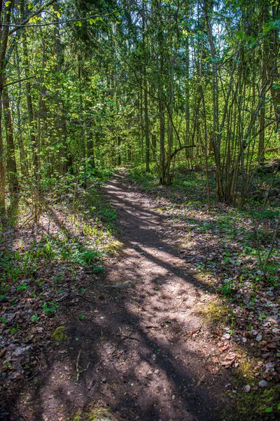 Musgo verde no forestbed na floresta de árvore mista com troncos de árvore e — Fotografia de Stock