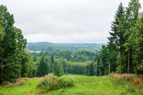 Musgo verde en el bosque en el bosque de árboles mixtos con troncos de árboles un — Foto de Stock