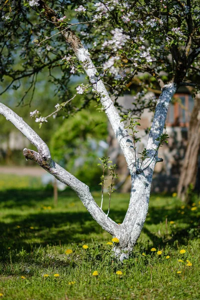 Árvore de maçã florescendo no jardim do país no verão — Fotografia de Stock