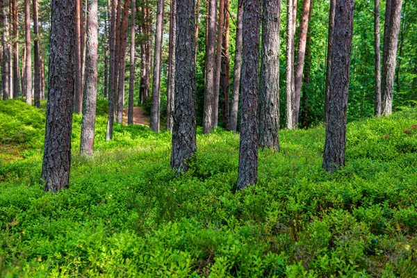 Groene mos op bosbed in gemengde boombos met boomstammen een — Stockfoto