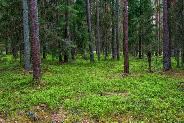 Groene mos op bosbed in gemengde boombos met boomstammen een — Stockfoto