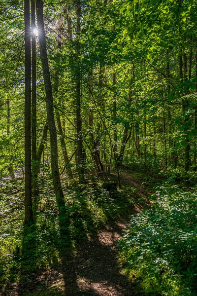 Musgo verde en el bosque en el bosque de árboles mixtos con troncos de árboles un —  Fotos de Stock