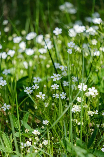 Piccoli fiori bianchi nel prato verde in estate — Foto Stock