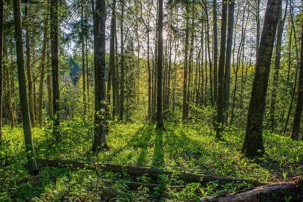 Musgo verde en el bosque en el bosque de árboles mixtos con troncos de árboles un — Foto de Stock