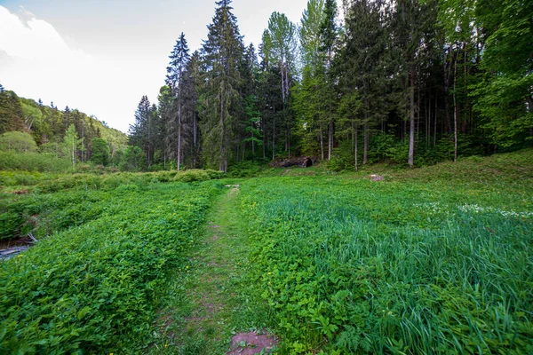 Green moss on forestbed in mixed tree forest with tree trunks an — Stock Photo, Image