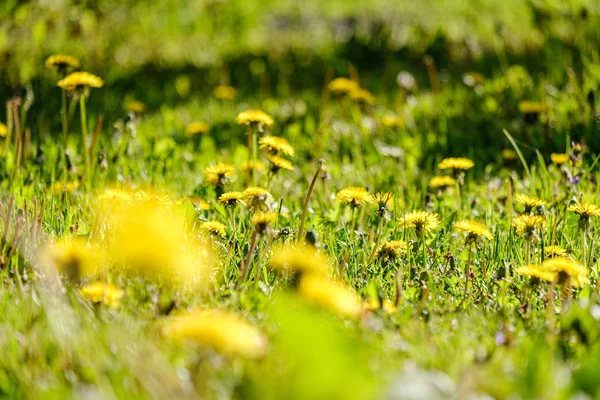 Yellow dandelion flowers in green meadow in summer — 스톡 사진