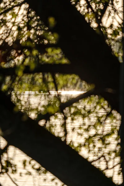 Захід сонця за деревами з ефектом розмивання лінз — стокове фото