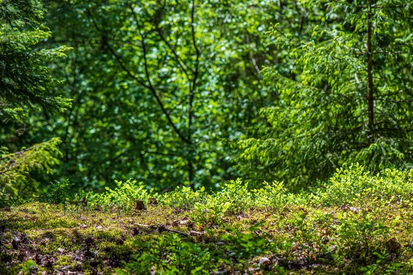 Green moss on forestbed in mixed tree forest with tree trunks an — Stock Photo, Image