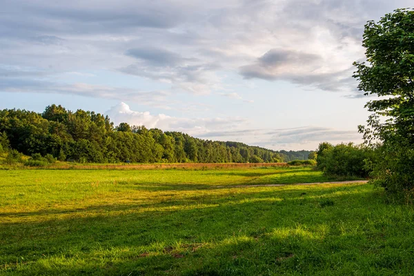 ağaç gövdeleri ile karışık ağaç ormanda ormanlık yeşil yosun bir