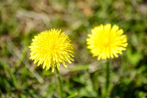 Gele paardebloem bloemen in groene weide in de zomer — Stockfoto