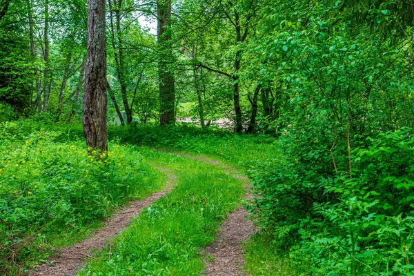 Musgo verde no forestbed na floresta de árvore mista com troncos de árvore e — Fotografia de Stock