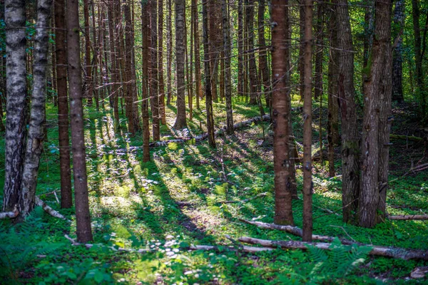 Зеленый мох на лесах в смешанных лесах деревьев с стволами деревьев — стоковое фото