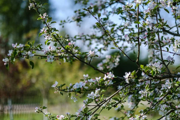 yaz aylarında kır bahçesinde elma ağacı açan