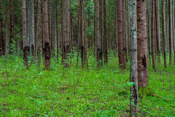 Grünes Moos auf Waldboden im Baummischwald mit Baumstämmen und — Stockfoto