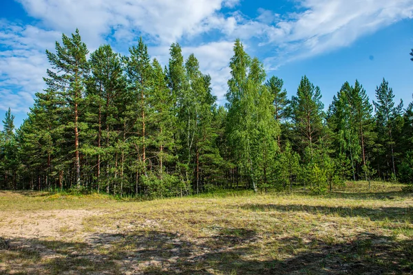 Mousse verte sur le lit forestier dans la forêt mixte d'arbres avec troncs d'arbres un — Photo