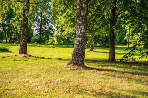 Green moss on forestbed in mixed tree forest with tree trunks an — Stock Photo, Image