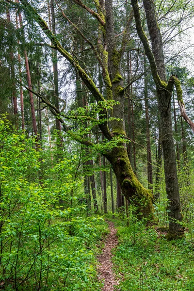 Mousse verte sur le lit forestier dans la forêt mixte d'arbres avec troncs d'arbres un — Photo