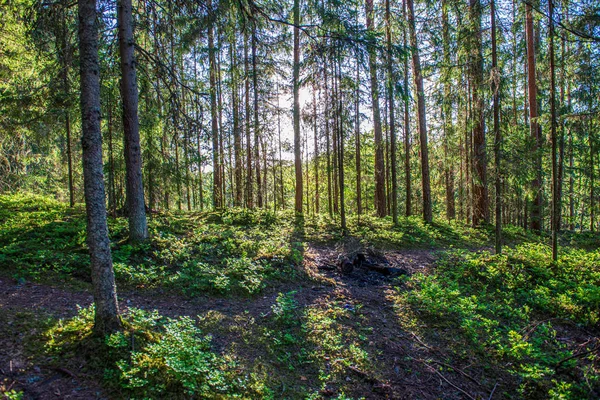 Grünes Moos auf Waldboden im Baummischwald mit Baumstämmen und — Stockfoto