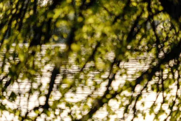 Por do sol atrás de árvores com efeito de borrão da lente — Fotografia de Stock